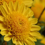 Chrysanthemum